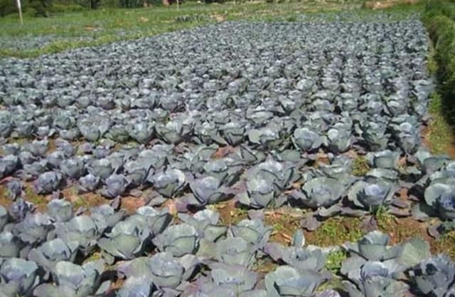 紫甘蓝是什么，紫甘蓝和卷心菜有什么区别？图3