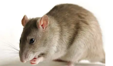 冬天老鼠会冬眠,老鼠都会冬眠的吗图3