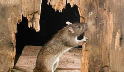 冬天老鼠会冬眠,老鼠都会冬眠的吗图2