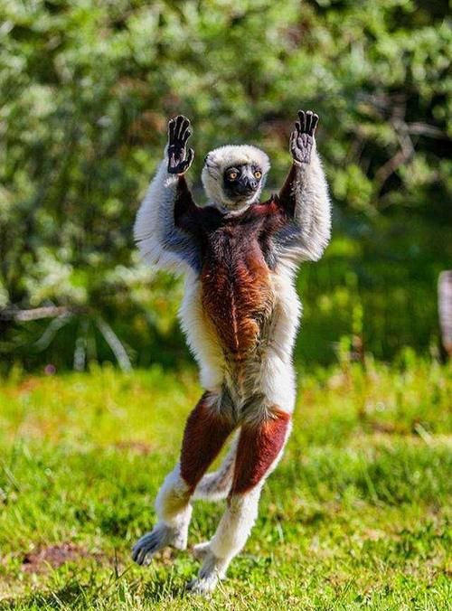 跳来跳去的动物有哪些生肖