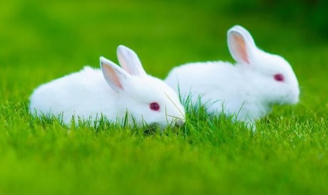 什么动物会跳,怎么跳