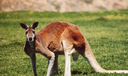 什么动物会跳,跳来跳去的动物有哪些生肖图4