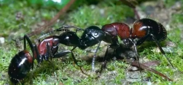 蚂蚁的特性是什么,蚂蚁的特殊技能和本领是什么图1