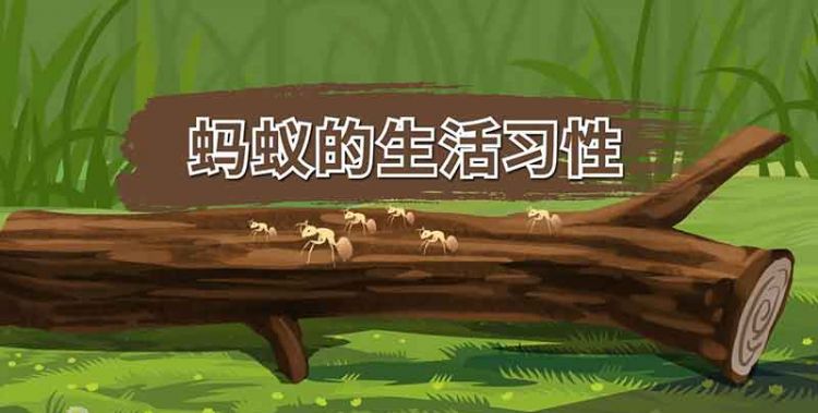 蚂蚁的特征以及生活习性