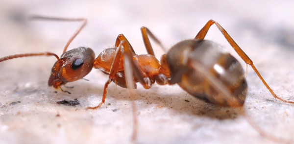 蚂蚁的特性是什么,蚂蚁的特殊技能和本领是什么图2