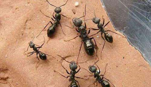 蚂蚁的特性是什么,蚂蚁的特殊技能和本领是什么图4