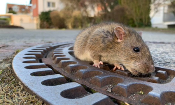 粘老鼠板上的胶怎么洗,踩到粘老鼠的胶怎么洗掉图4