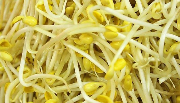 黄豆芽发绿了还能吃吗吃了好不好