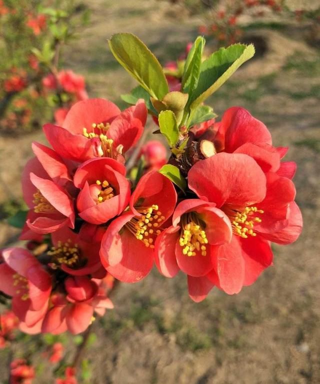 春天在哪里,春天在哪里舞蹈图4