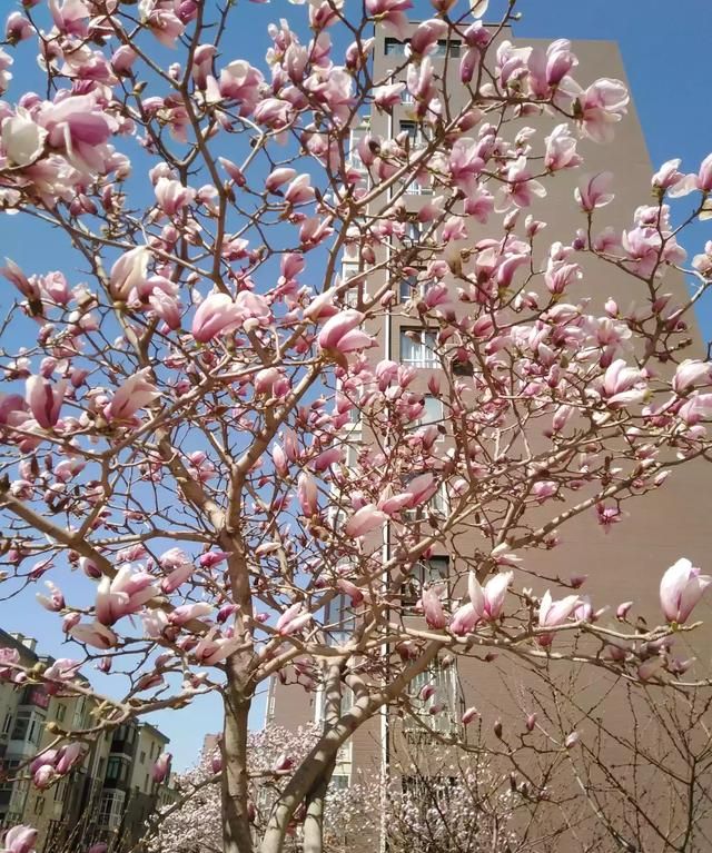 春天在哪里,春天在哪里舞蹈图2