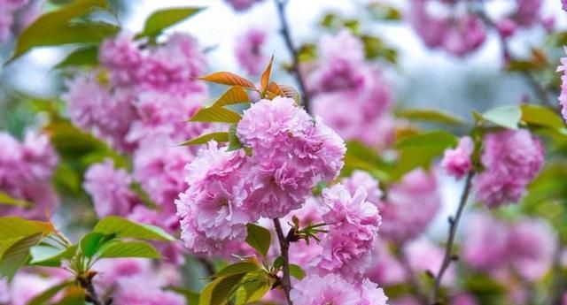 春天在哪里,春天在哪里舞蹈图5