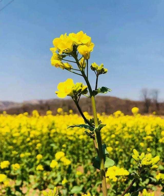 春天在哪里,春天在哪里舞蹈图7