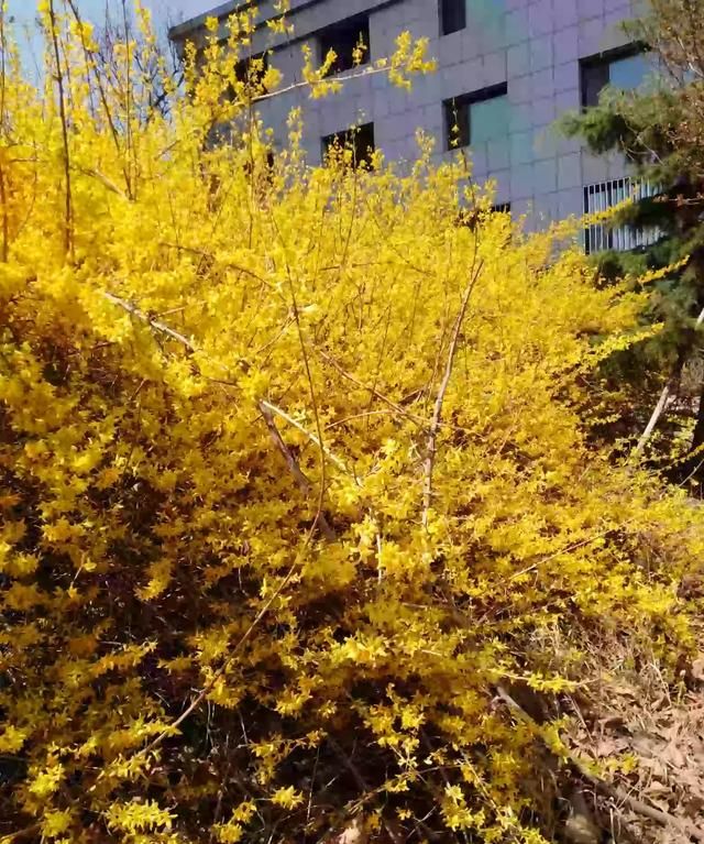 春天在哪里,春天在哪里舞蹈图1