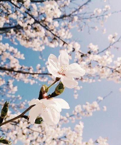 春天在哪里,春天在哪里舞蹈图9