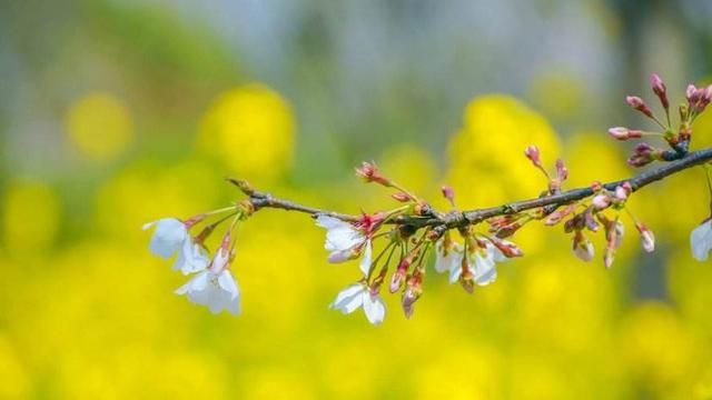 春天在哪里,春天在哪里舞蹈图8