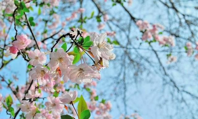 春天在哪里,春天在哪里舞蹈图6