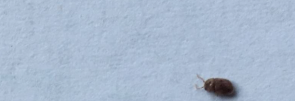 夏天床上为什么会有小虫子,床上经常有小虫是什么原因呢?图3