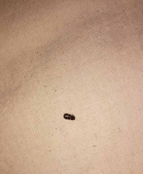 床上经常有小虫是什么原因呢?