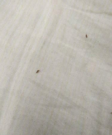 夏天床上有小虫子特别小褐色