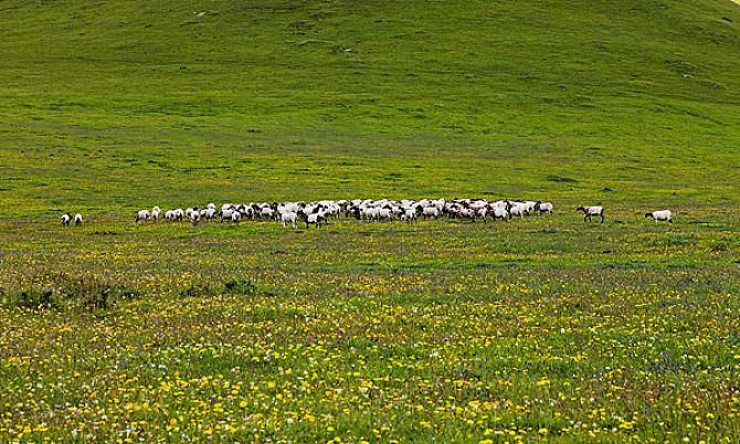 中国几大草原的名称