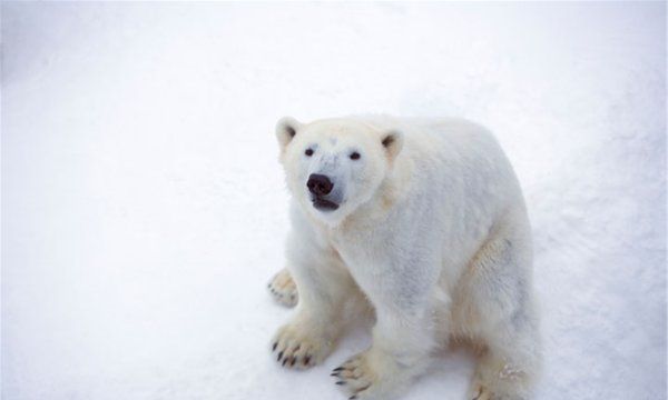 北极熊为什么不怕冷,北极熊为什么不怕冷图8