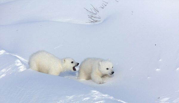 北极熊为什么不怕冷,北极熊为什么不怕冷图2