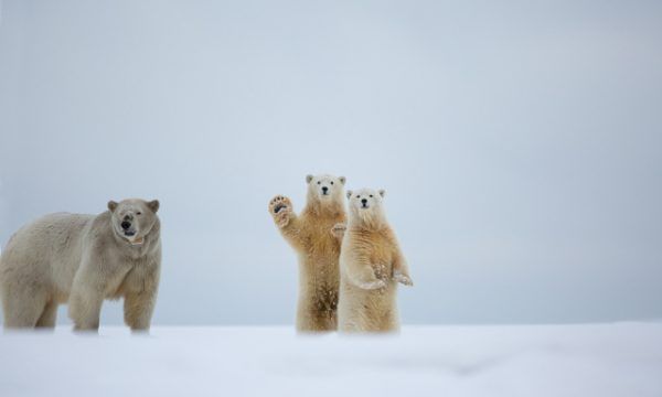 北极熊为什么不怕冷,北极熊为什么不怕冷图7