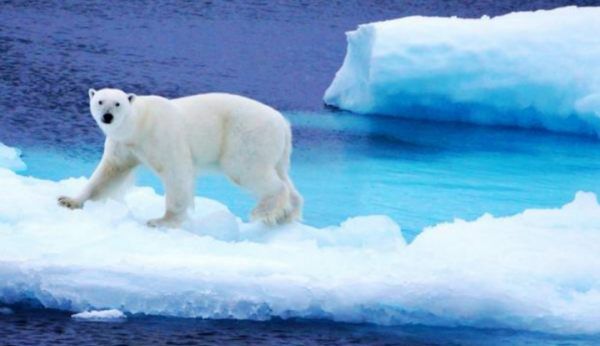 北极熊为什么不怕冷,北极熊为什么不怕冷图6