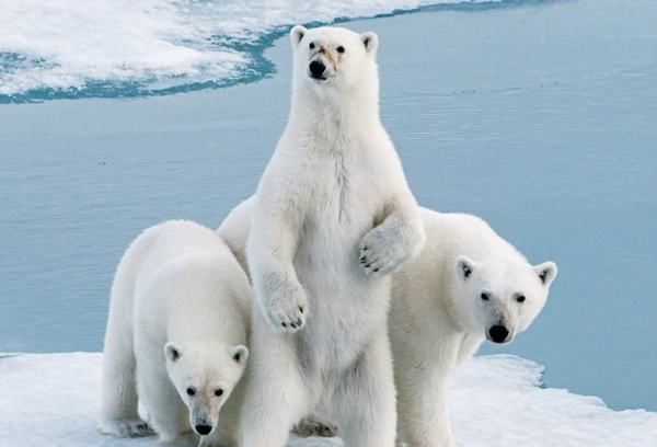 北极熊为什么不怕冷,北极熊为什么不怕冷图3