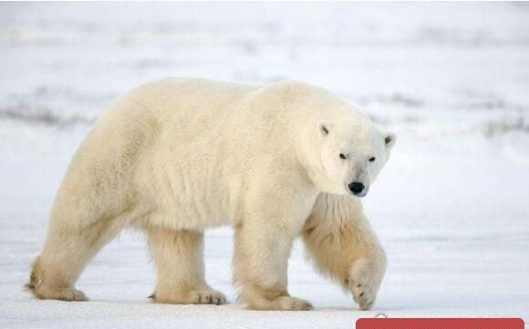为什么北极熊不怕冷?