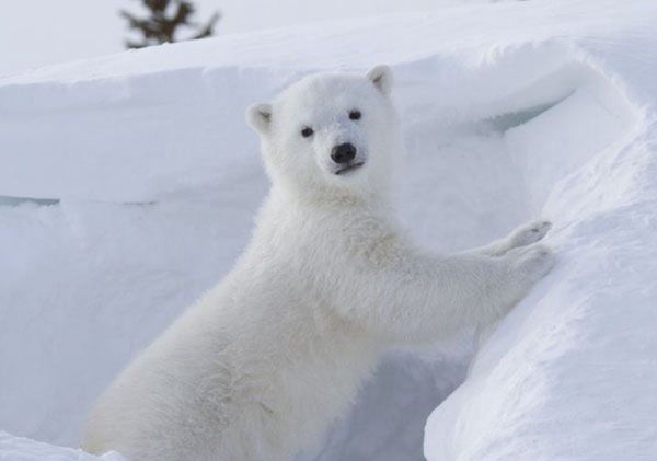 北极熊为什么不怕冷,北极熊为什么不怕冷图1