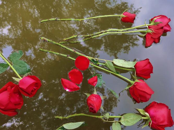 玫瑰到了花期暗示什么(玫瑰到了花期有什么寓意)