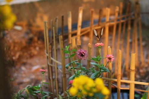 日长篱落无人过这首诗句的意思（日长篱落无人过这首诗句的解释）