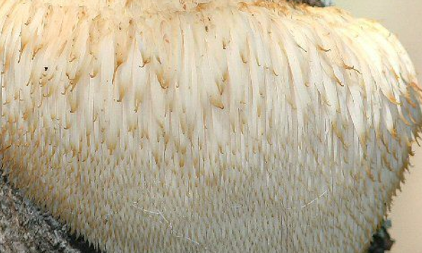 猴头菇变褐色还能吃,猴头菇泡的时间长了水变深色了还能吃吗图3