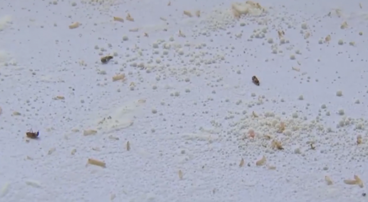 白面生虫子还能吃吗?