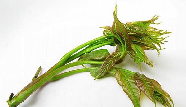 香椿芽的功效与作用及禁忌(食用香椿芽有哪些功效)