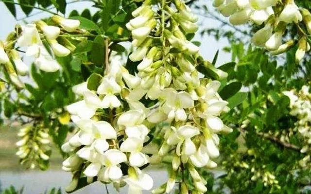 杨槐树花怎样保存得久一点