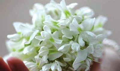 槐花吃不完怎么冷冻保存