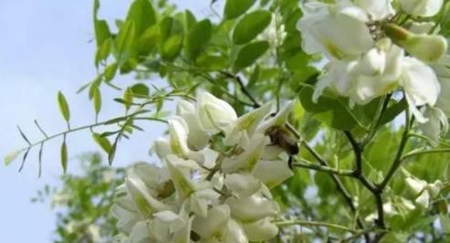 洋槐蜜的保存方法