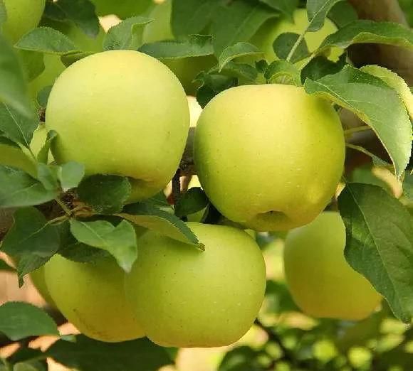 苹果属于什么水果,哪个产地的苹果比较好吃,为什么?图8