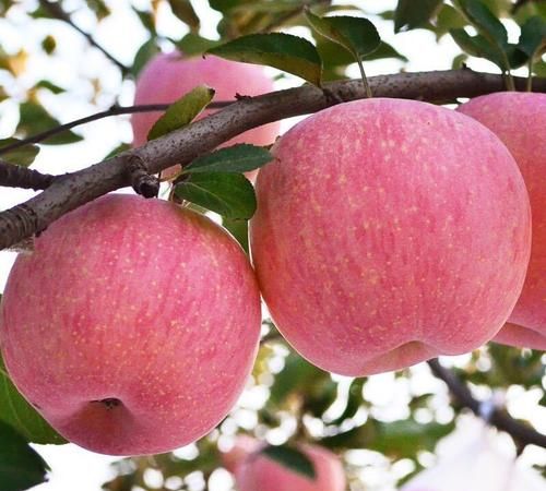 苹果代表什么寓意