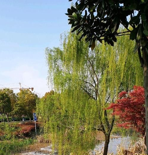 羌笛何须怨杨柳春风不度玉门关何须是什么意思