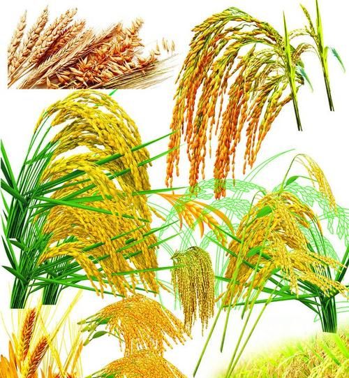 长江中上游地区是我国水稻的发源地对吗