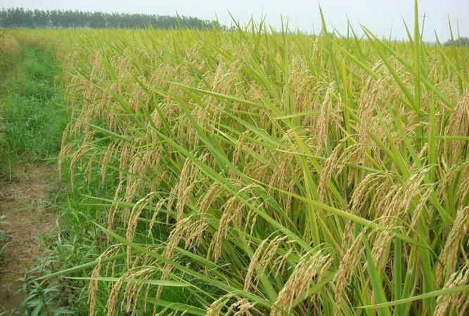 水稻的发源地是哪里?