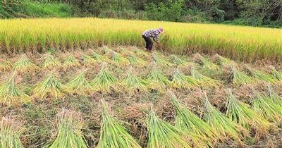 稻谷起源于哪个国家