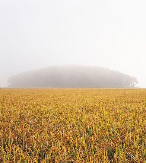 我国是世界上最早种植水稻的国家发现稻谷遗存的是