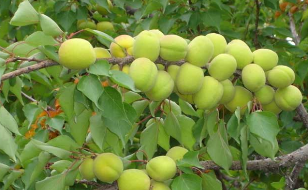 中国著名的杏仁产地,中国最大杏仁产地在哪里图4