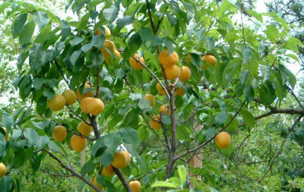 中国著名的杏仁产地,中国最大杏仁产地在哪里图2