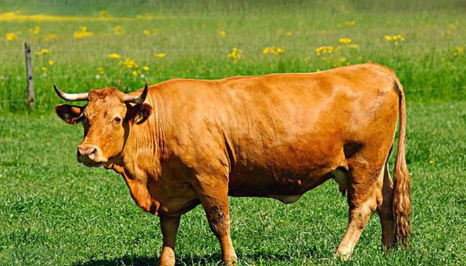 犇是什么意思,犇是什么意思图4