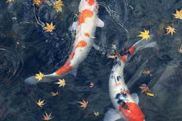 锦鲤是不是都有胡须，嘴边一般有两对胡须(锦鲤胡子断了如何处理)